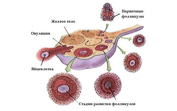 Фолликулы