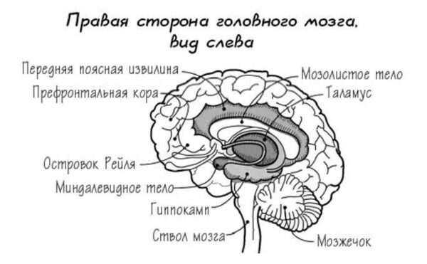 Растущий мозг: КАК мы выращиваем новые нейроны Растущий мозг: КАК мы выращиваем новые нейроны