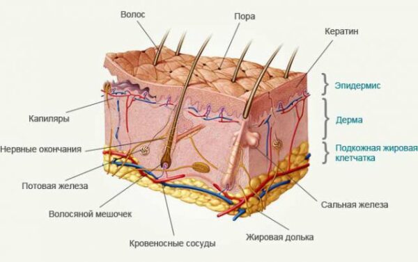 Все, что нужно знать об уходе за кожей после 30 лет Все, что нужно знать об уходе за кожей после 30 лет